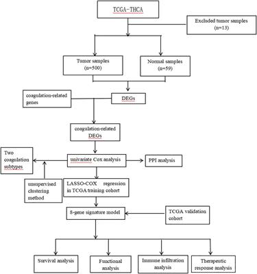 Coagulation-related genes for thyroid cancer prognosis, immune infltration, staging, and drug sensitivity